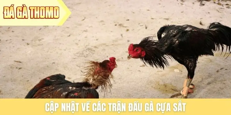 Cập nhật về các trận đấu gà cựa sắt Cập nhật về các trận đấu gà cựa sắt