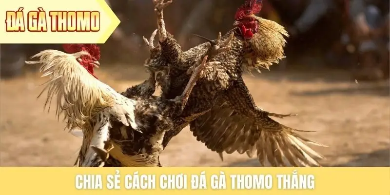 Chia sẻ cách chơi đá gà Thomo thắng