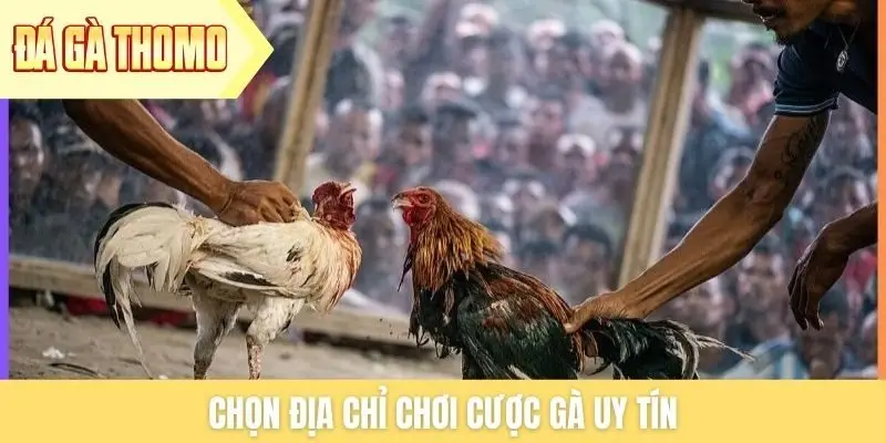 Chọn địa chỉ chơi cược gà uy tín