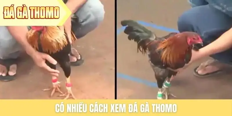 Có nhiều cách xem đá gà Thomo Có nhiều cách xem đá gà Thomo