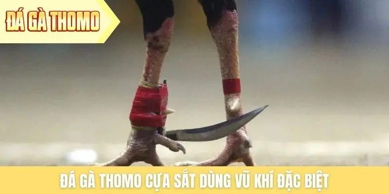 Đá gà Thomo cựa sắt dùng vũ khí đặc biệt Đá gà Thomo cựa sắt dùng vũ khí đặc biệt
