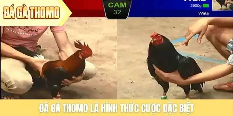 Đá gà Thomo là  hình thức cược đặc biệt
