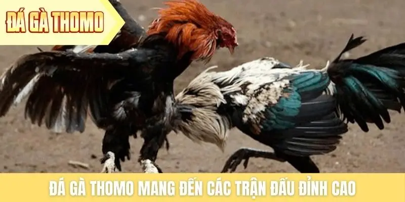 Đá gà Thomo mang đến các trận đấu đỉnh cao Đá gà Thomo mang đến các trận đấu đỉnh cao