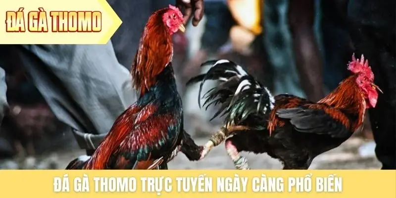 Đá gà Thomo trực tuyến ngày càng phổ biến