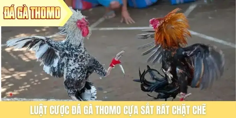 Luật cược đá gà Thomo cựa sắt rất chặt chẽ Luật cược đá gà Thomo cựa sắt rất chặt chẽ
