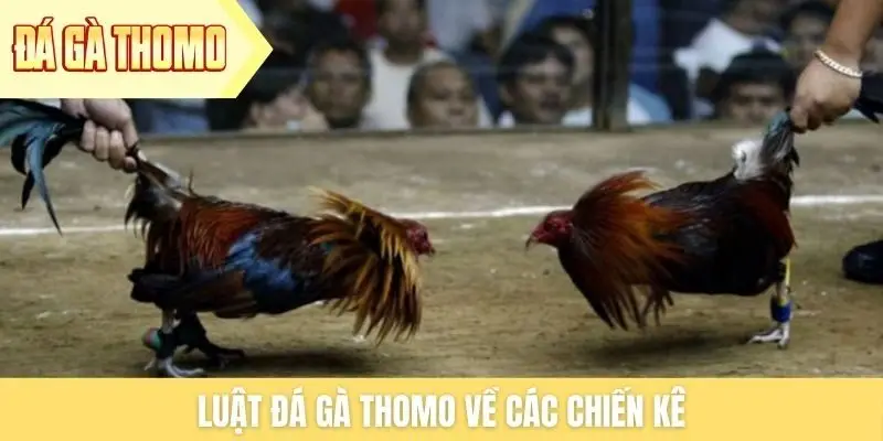 Luật đá gà Thomo về các chiến kê