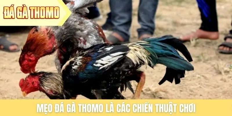Mẹo đá gà Thomo là các chiến thuật chơi Mẹo đá gà Thomo là các chiến thuật chơi