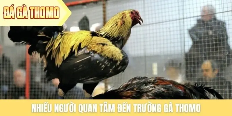 Nhiều người quan tâm đến trường gà Thomo