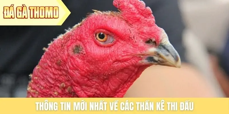 Thông tin mới nhất về các thần kê thi đấu
