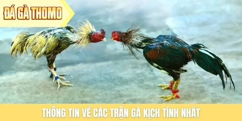 Thông tin về các trận gà kịch tính nhất
