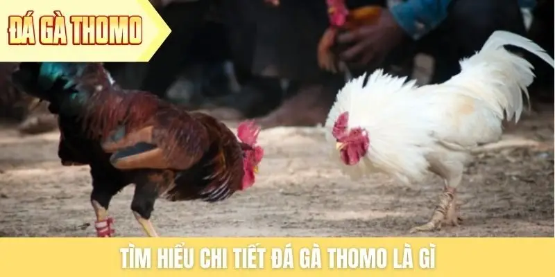 Tìm hiểu chi tiết đá gà Thomo là gì
