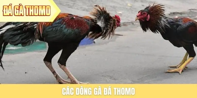 cac-dong-ga-da-thomo