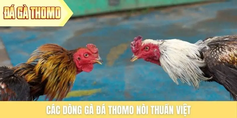 Các dòng gà đá Thomo nòi thuần Việt Các dòng gà đá Thomo nòi thuần Việt