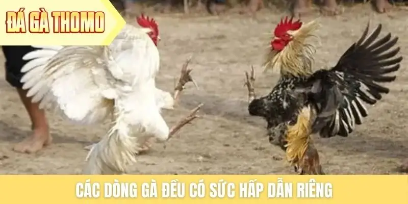 Các dòng gà đều có sức hấp dẫn riêng Các dòng gà đều có sức hấp dẫn riêng