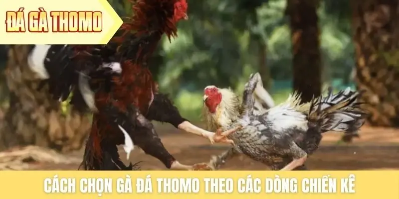 Cách chọn gà đá Thomo theo các dòng chiến kê