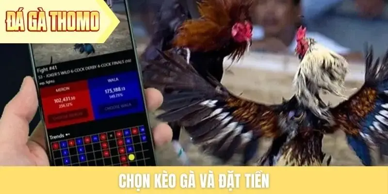 Chọn kèo gà và đặt tiền