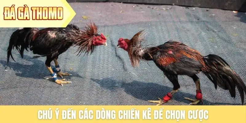 Chú ý đến các dòng chiến kê để chọn cược