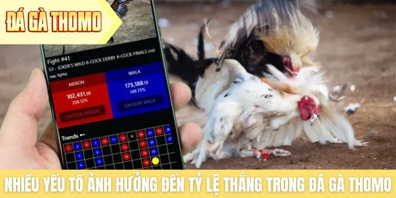 Có nhiều yếu tố ảnh hưởng đến tỷ lệ thắng trong đá gà Thomo