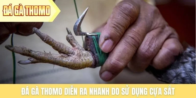 Đá gà Thomo diễn ra nhanh do sử dụng cựa sắt