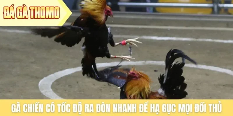 Gà chiến có tốc độ ra đòn nhanh để hạ gục mọi đối thủ Gà chiến có tốc độ ra đòn nhanh để hạ gục mọi đối thủ