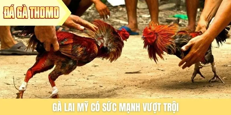 Gà lai Mỹ có sức mạnh vượt trội Gà lai Mỹ có sức mạnh vượt trội