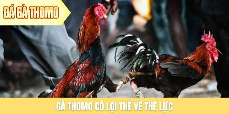 Gà Thomo có lợi thế về thể lực