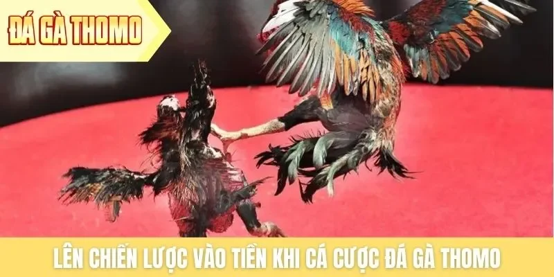 Lên chiến lược vào tiền khi cá cược đá gà Thomo