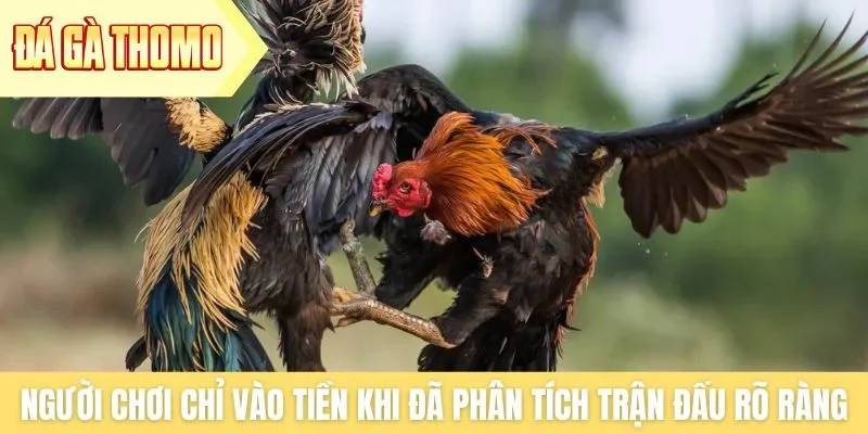 Người chơi chỉ vào tiền khi đã phân tích trận đấu rõ ràng