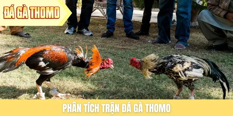 phan-tich-tran-da-ga-thomo
