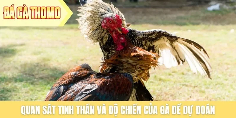 Quan sát tinh thần và độ chiến của gà để dự đoán