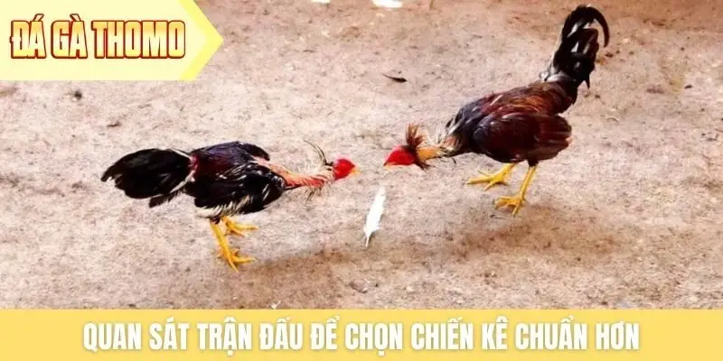 Quan sát trận đấu để chọn chiến kê chuẩn hơn