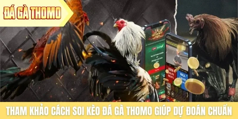 Tham khảo cách soi kèo đá gà Thomo giúp dự đoán chuẩn hơn