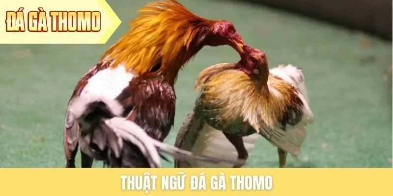 thuat-ngu-da-ga-thomo